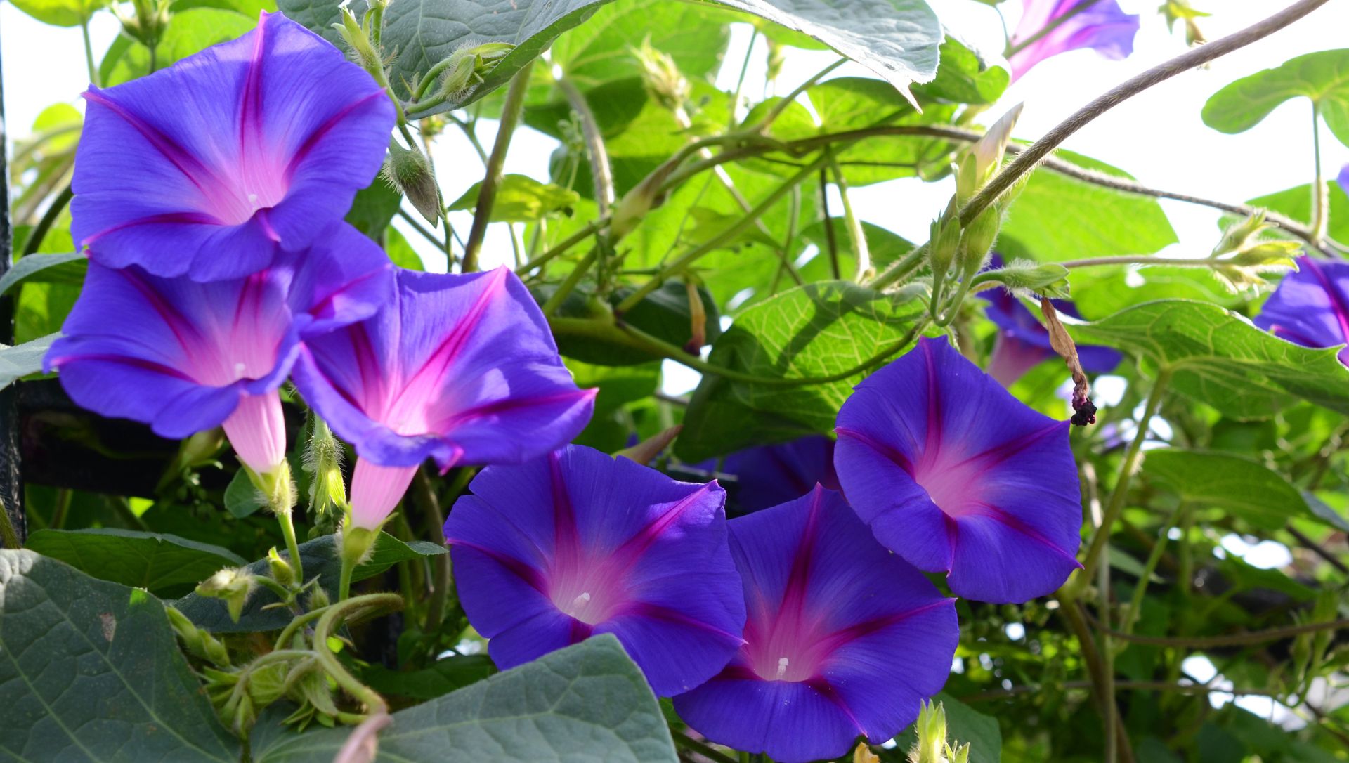 plantas que liberam oxigênio à noite