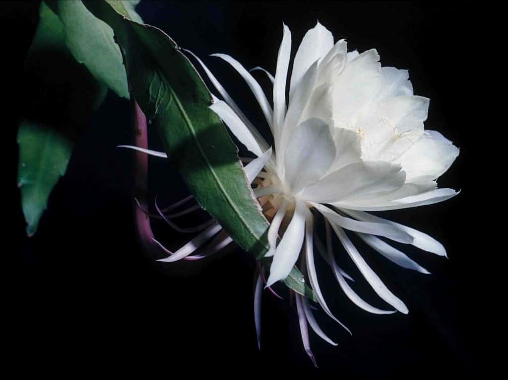 plantas que liberam oxigênio à noite