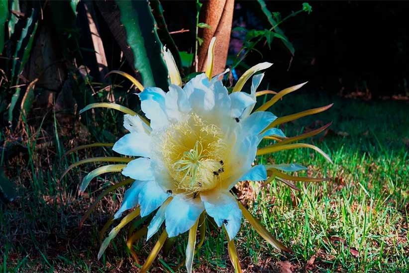 plantas que perfumam à noite