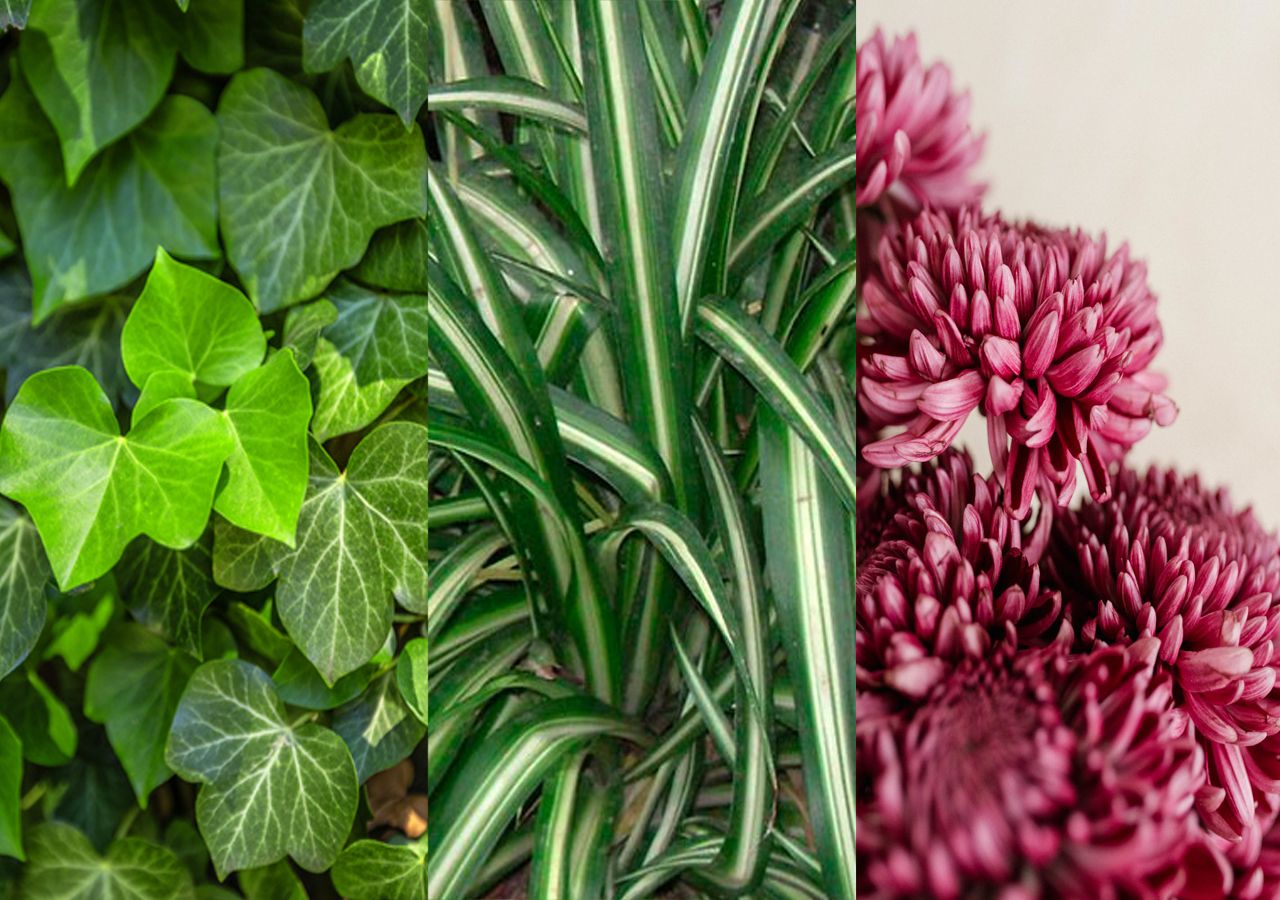 plantas que liberam oxigênio à noite