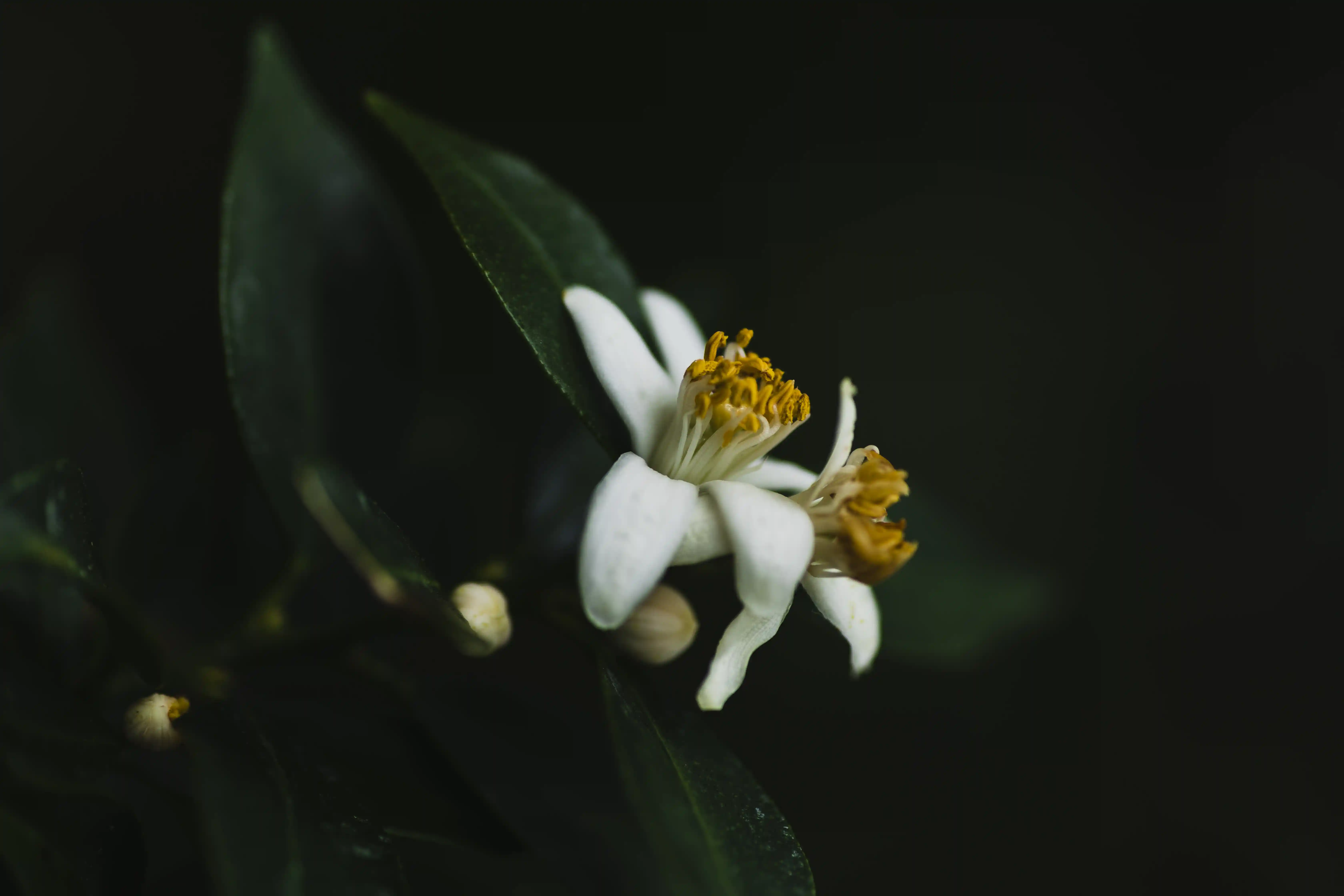 plantas que fecham as folhas à noite