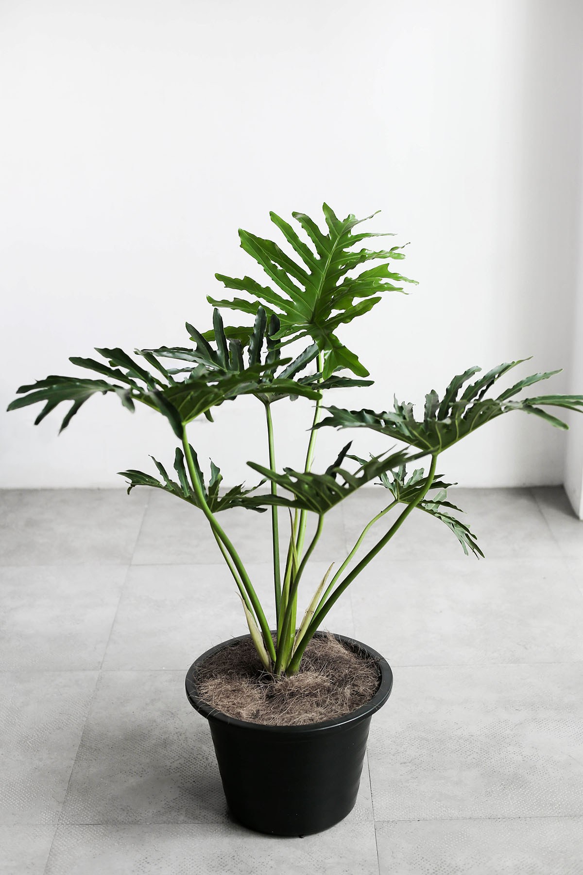 plantas para varanda com sol