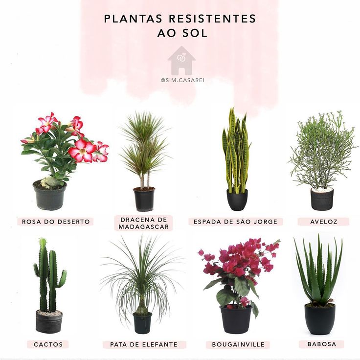 plantas de interior que gostam de sol