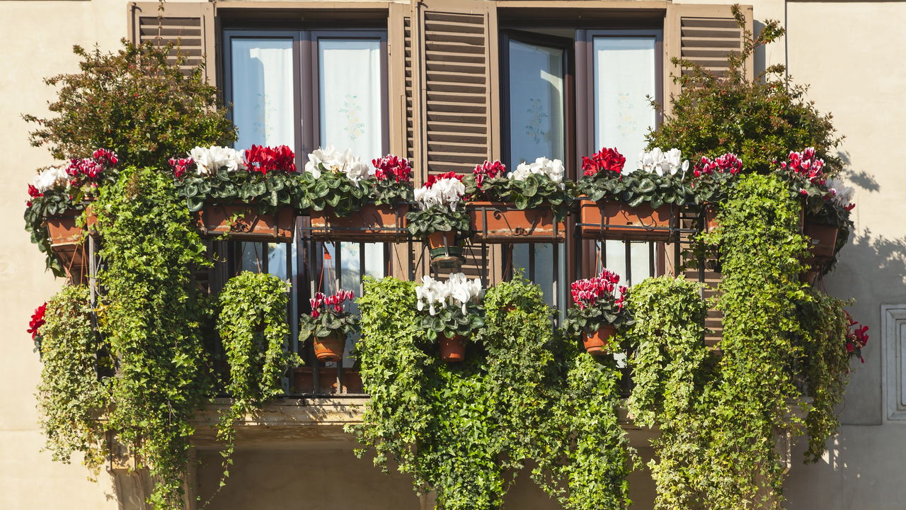 plantas suculentas para sol