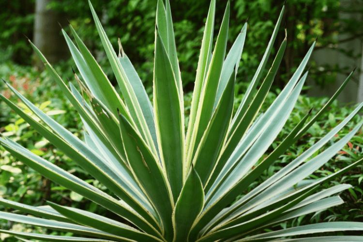 plantas para quintal ensolarado