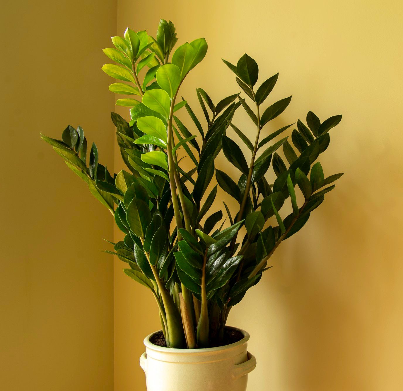 plantas para varanda com sol