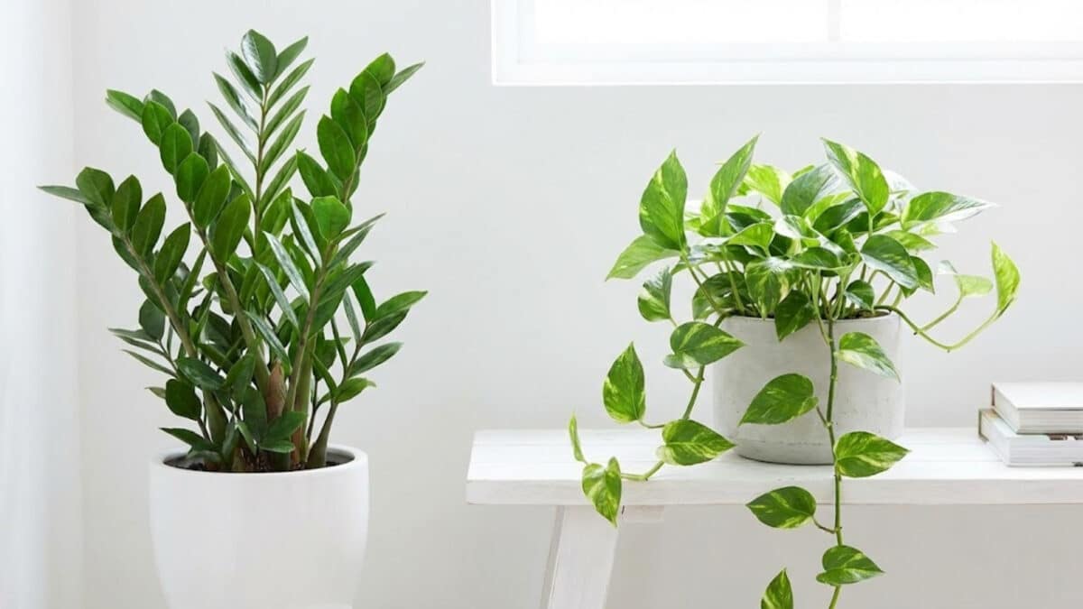 plantas de sombra para sala