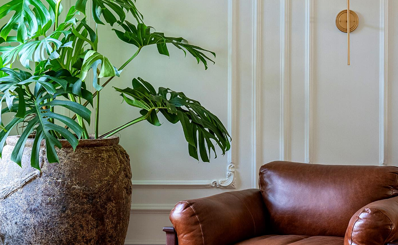 plantas que purificam o ar interior