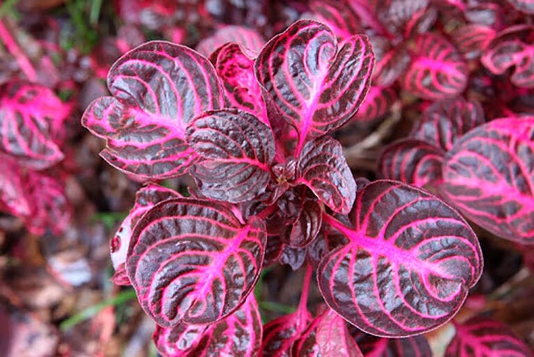 folhagens coloridas para jardim