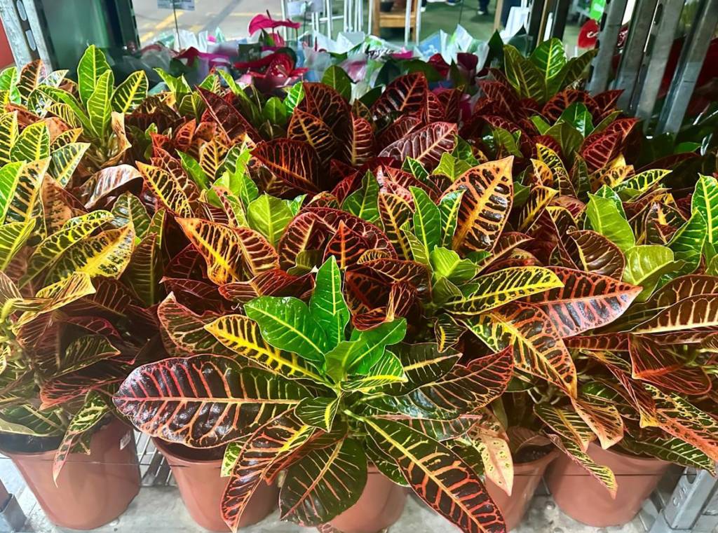 plantas com folhas variegadas