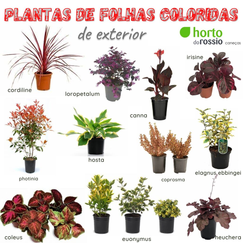 plantas de interior com folhas coloridas