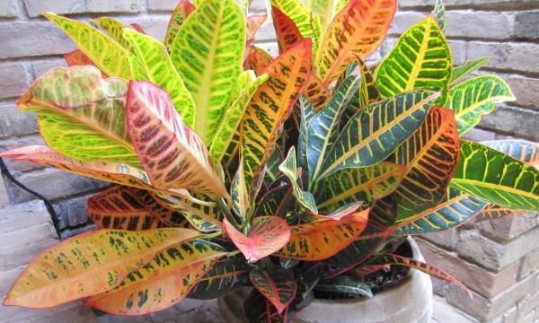 folhagens coloridas para jardim
