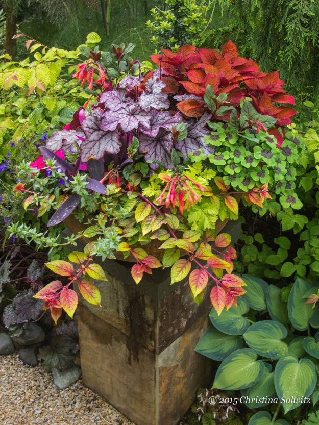 plantas para canteiros coloridos