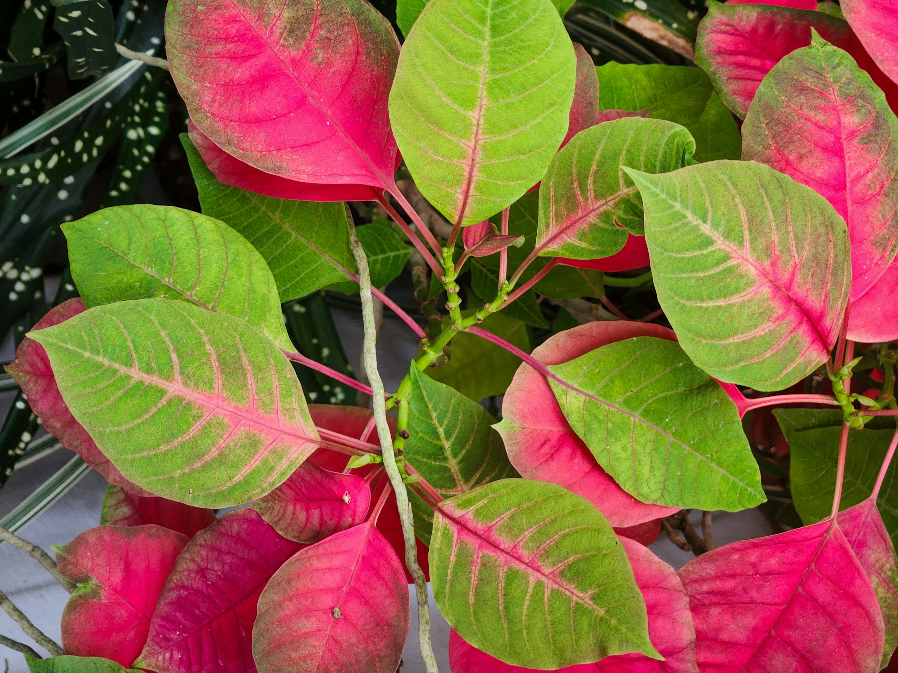 plantas que não precisam de sol direto com folhas coloridas