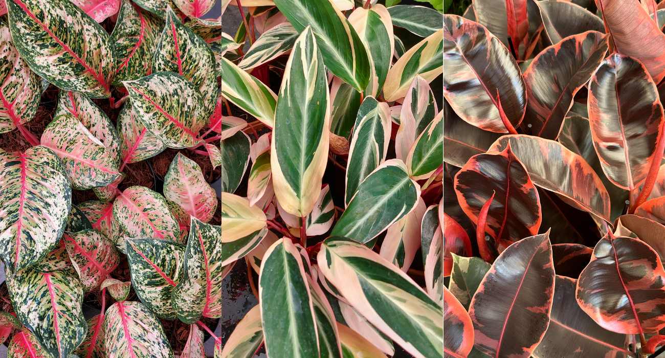 cuidados com plantas de folhas coloridas