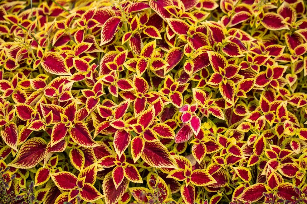 plantas ornamentais de folhagem vibrante
