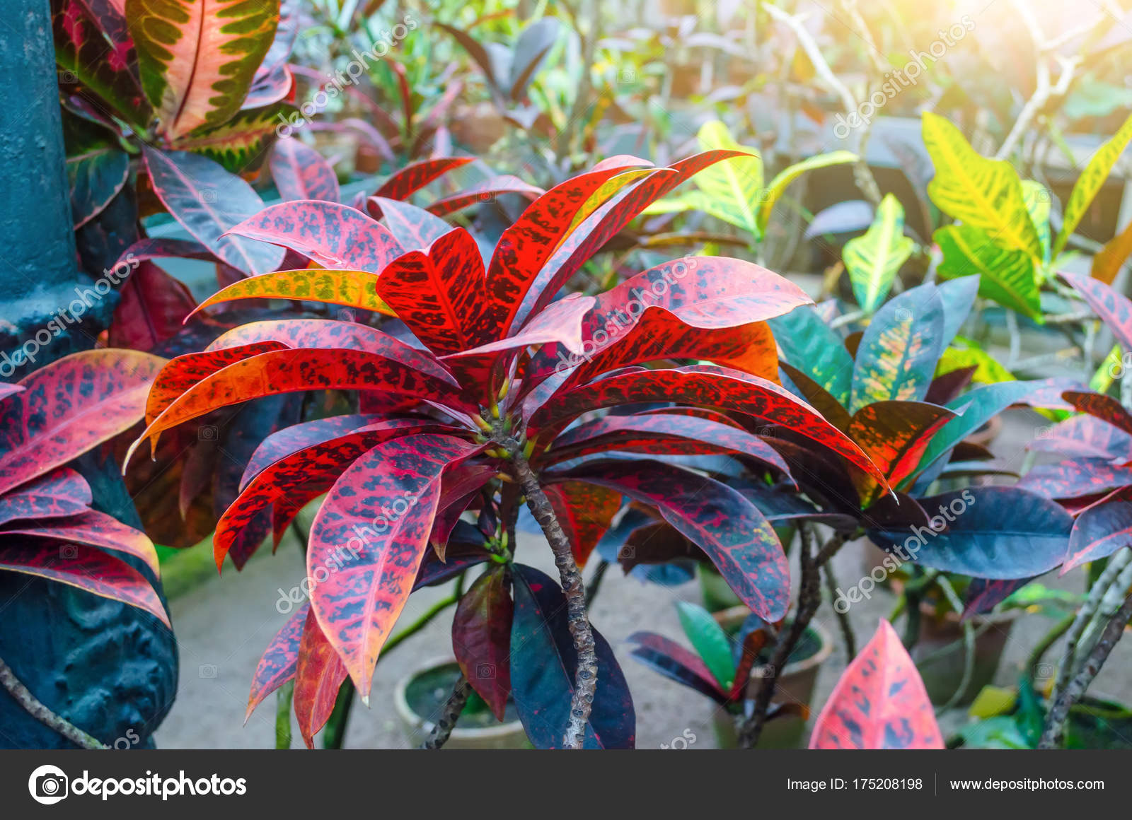 plantas com folhas roxas