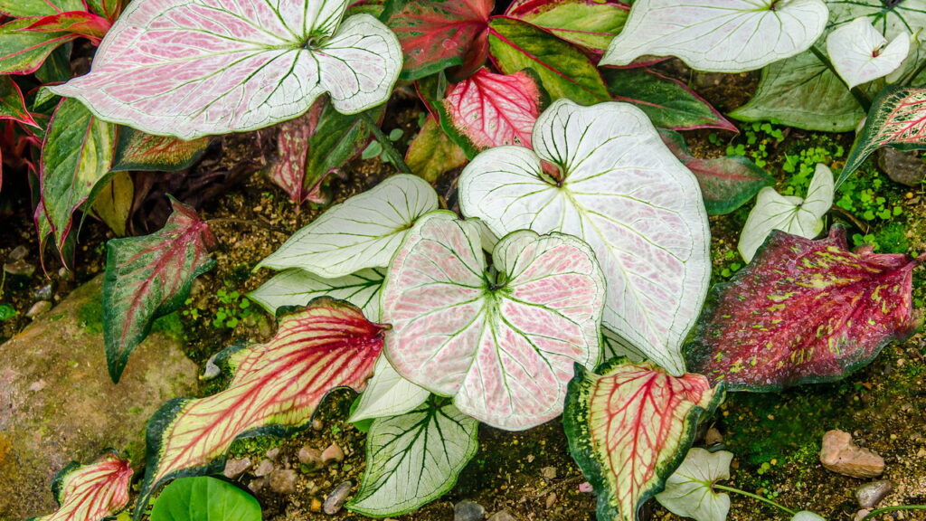 plantas com folhas rosas