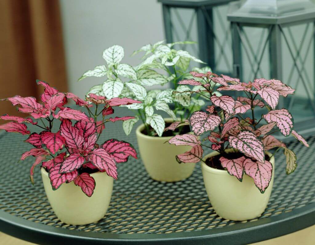 plantas para canteiros coloridos