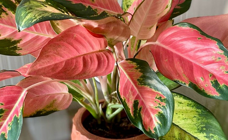 plantas coloridas que purificam o ar