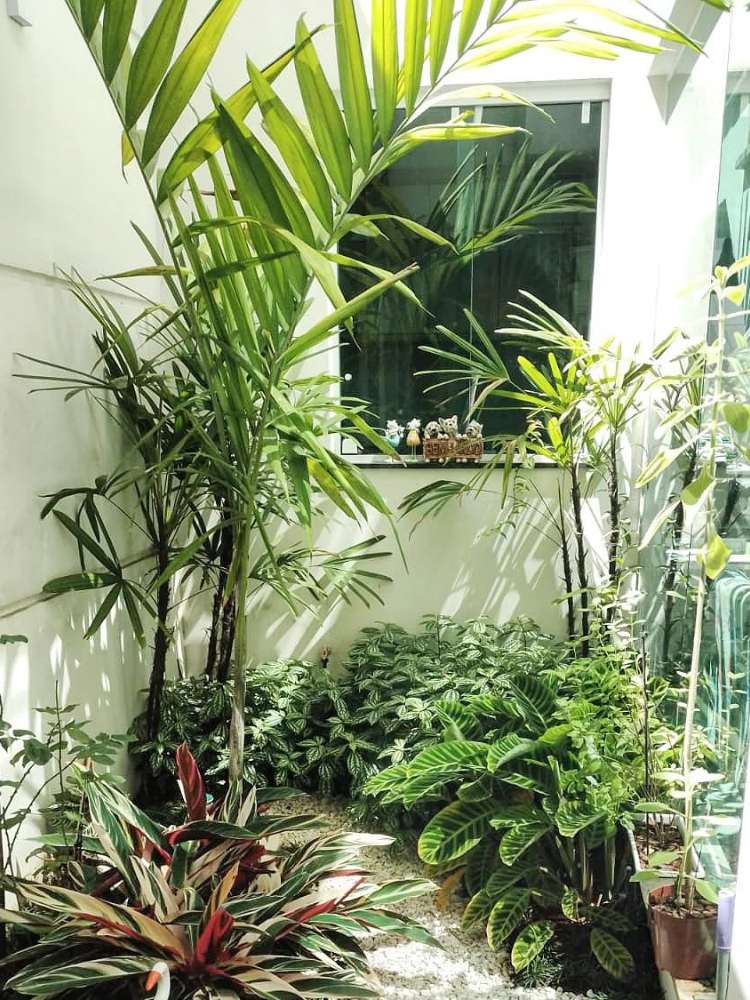 espécies de plantas para sombra