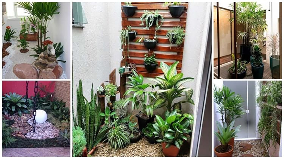 decoração com plantas em espaços pequenos
