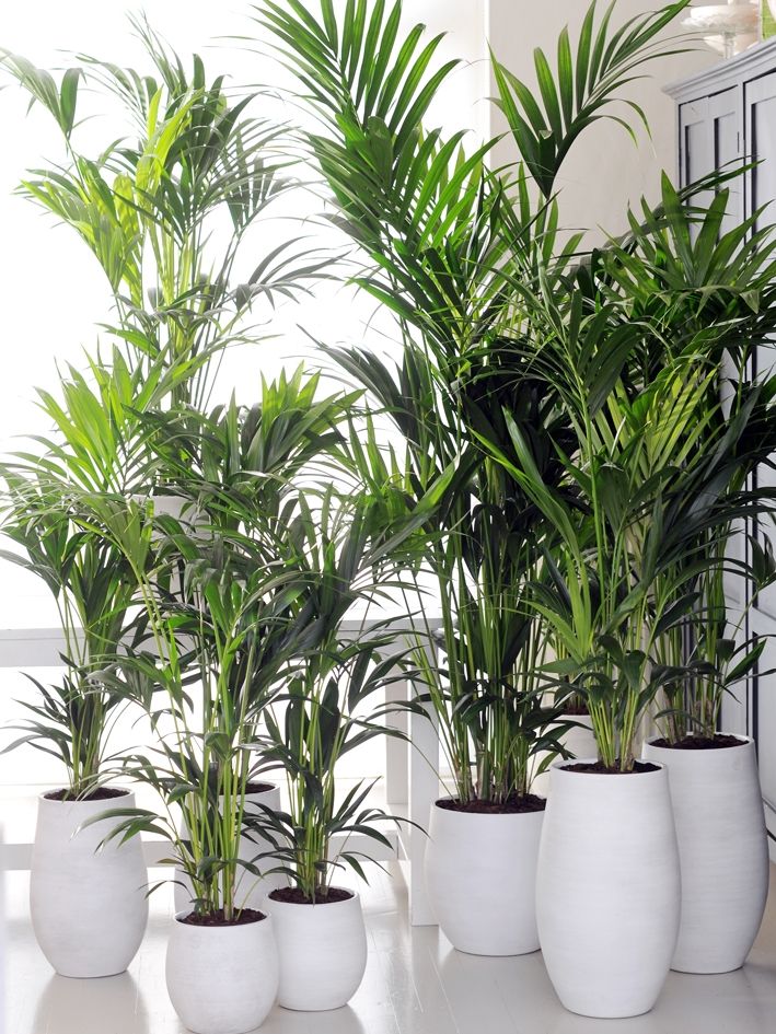plantas de fácil cuidado para casa