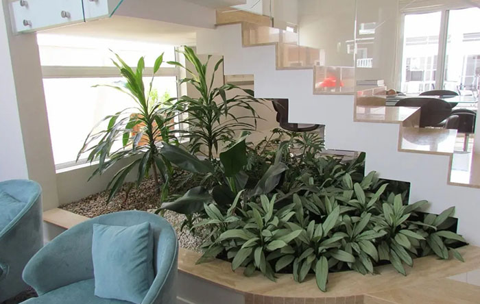 plantas que purificam o ar interior