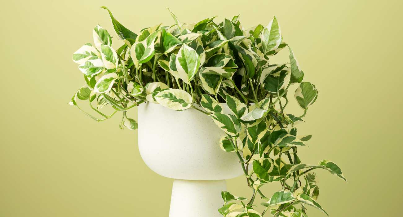 plantas para centro de mesa de jantar