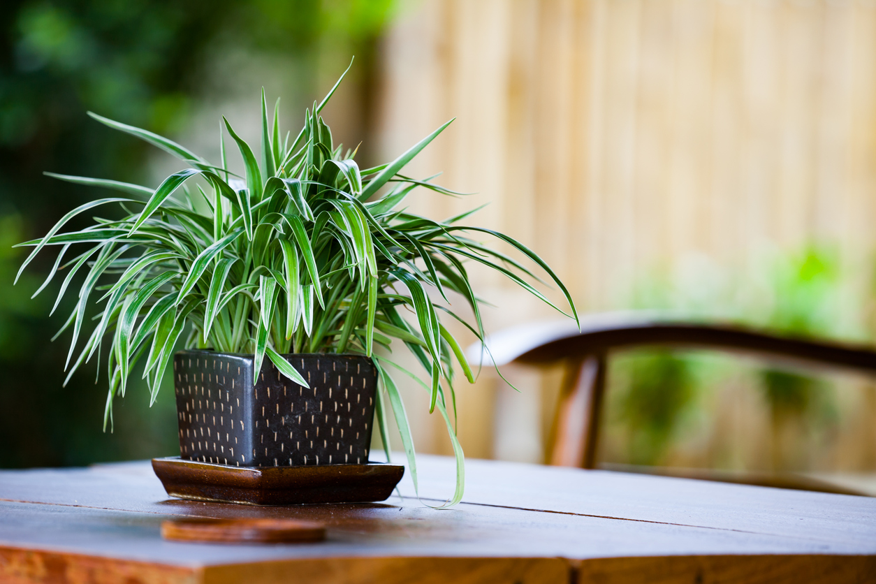 plantas fáceis de cuidar para mesa