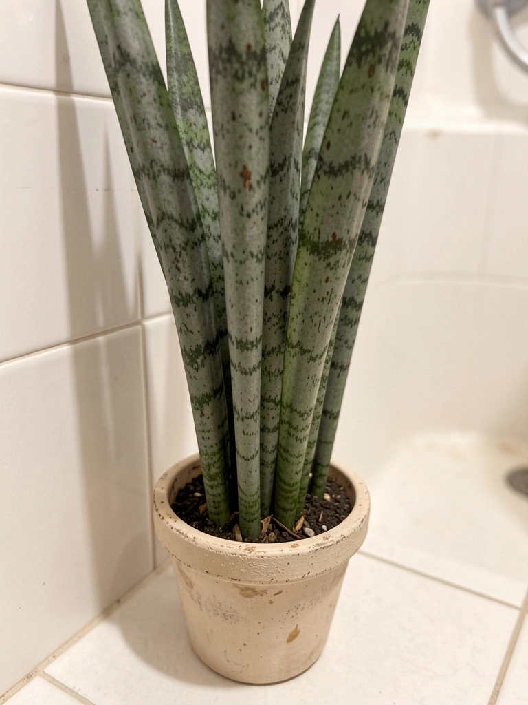 Espada-de-são-jorge em vaso no canto de um banheiro, com azulejos claros ao fundo