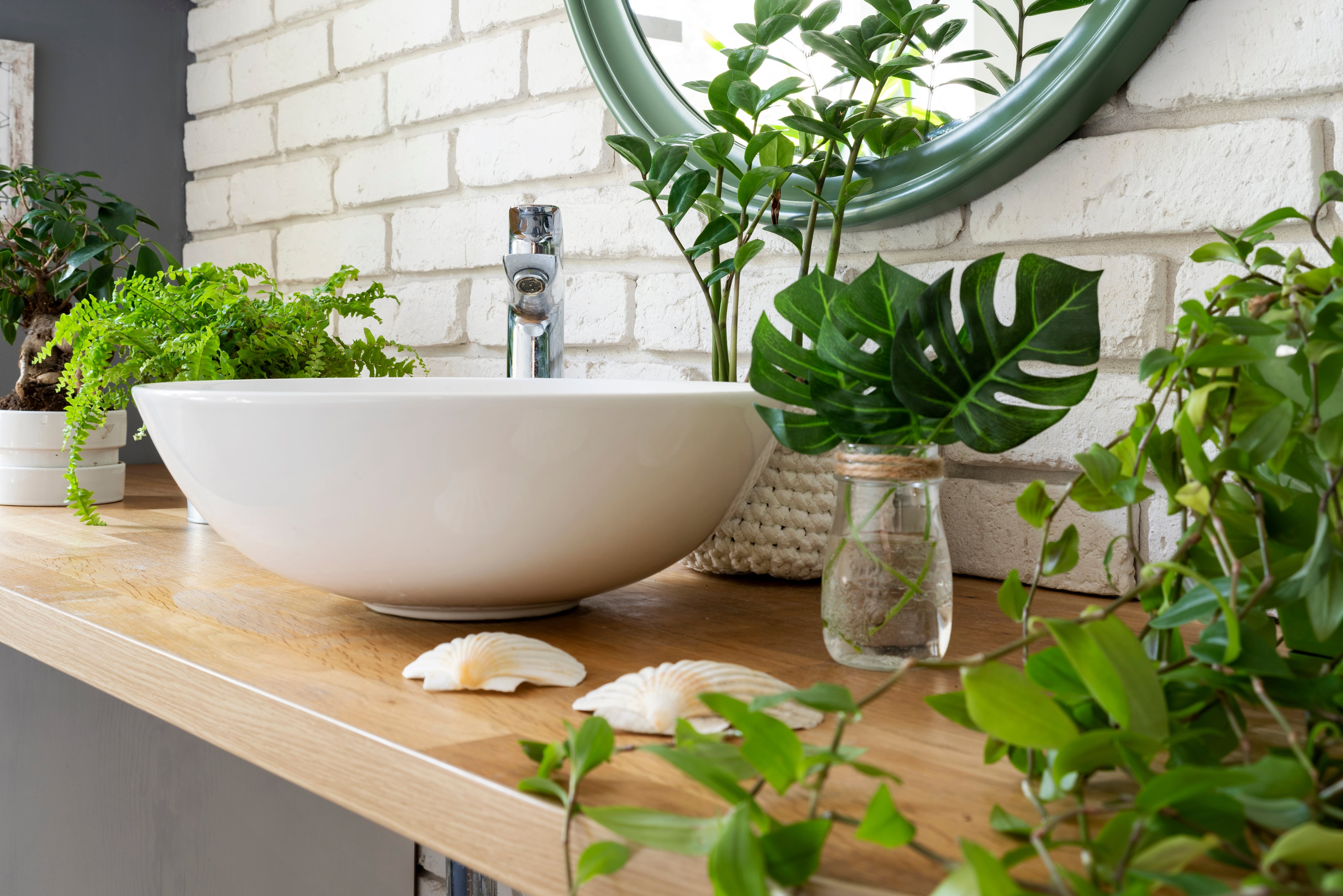 como cuidar de plantas no banheiro