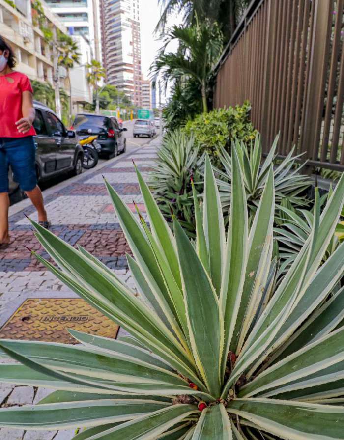 plantas para calçadas estreitas