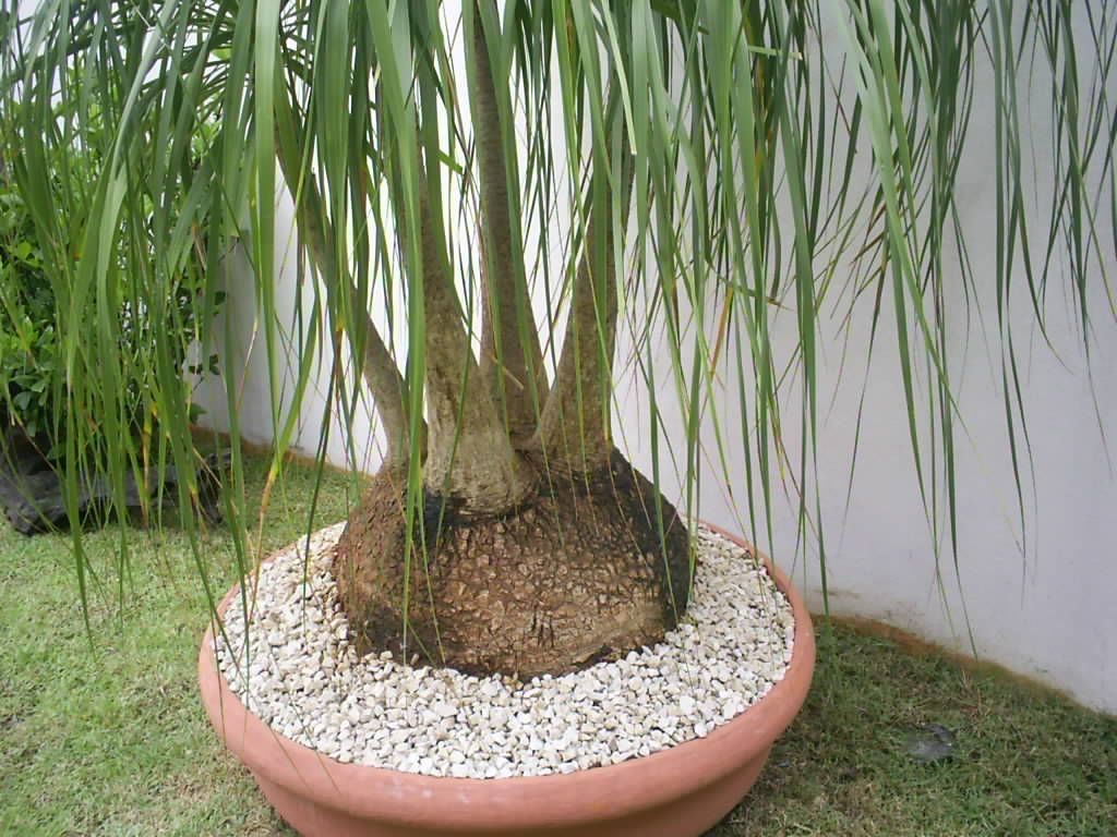plantas com raízes não agressivas para calçada