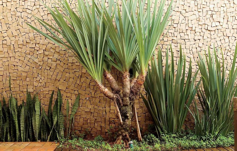 plantas resistentes ao sol para calçada