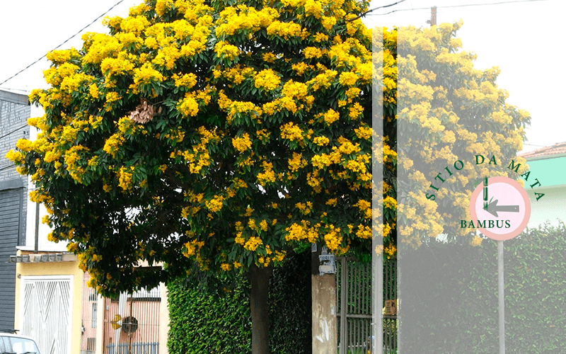 árvores para calçada sem quebrar concreto
