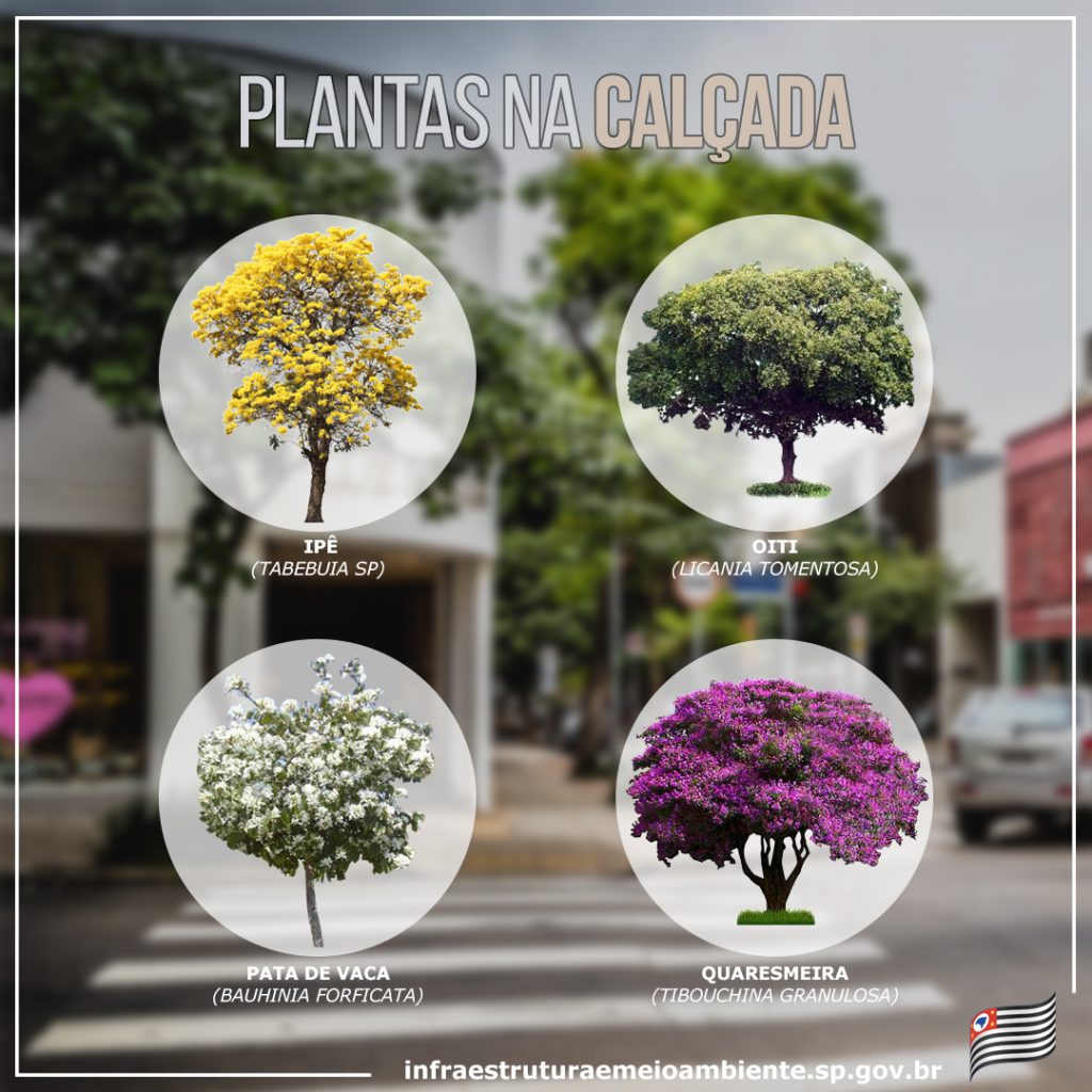 árvores de pequeno porte para calçada com fiação