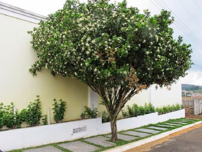 plantio de árvores em calçadas