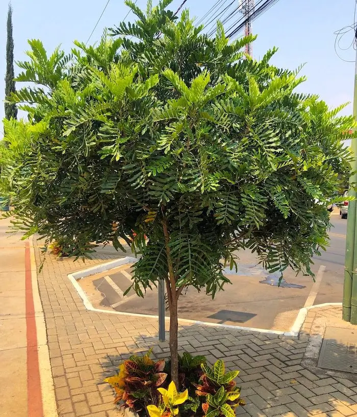 plantas com raízes não agressivas para calçada