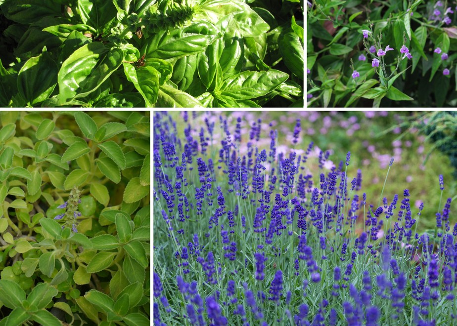 horta de temperos para chá