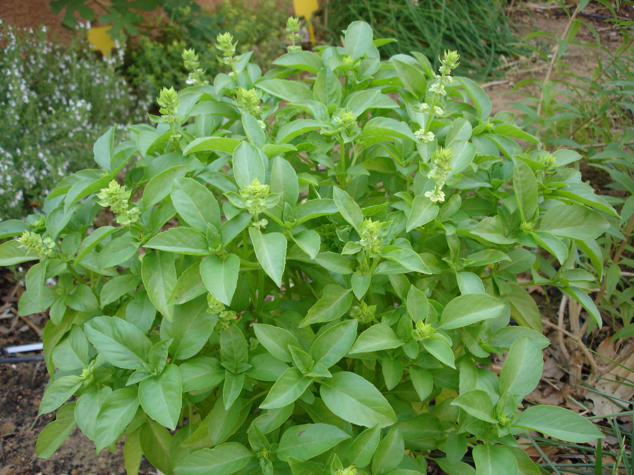 plantas que viram chá