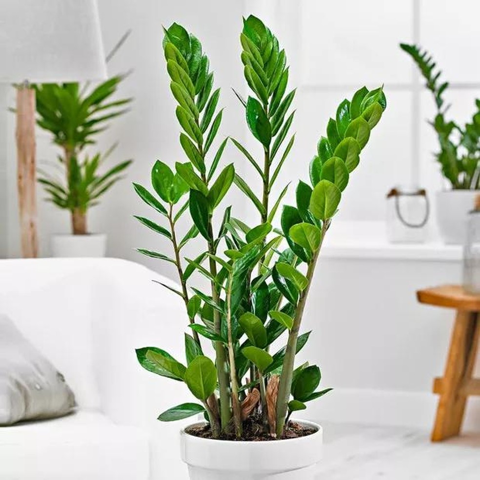 plantas que não precisam de sol
