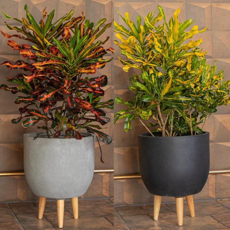 plantas para quarto escuro