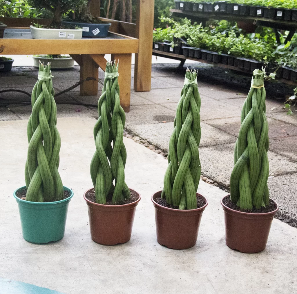 plantas fáceis de cuidar sombra