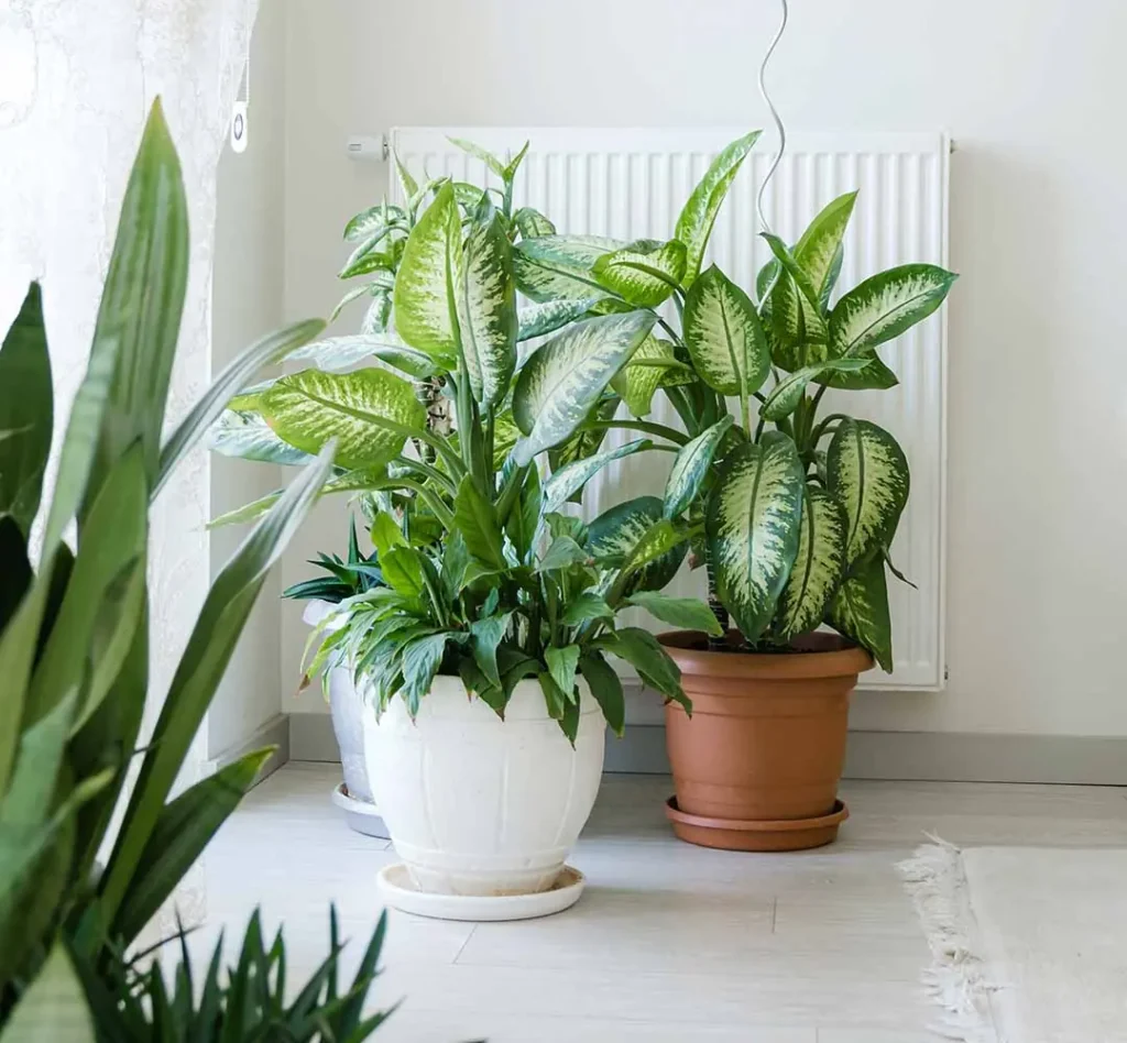 plantas pendentes sombra