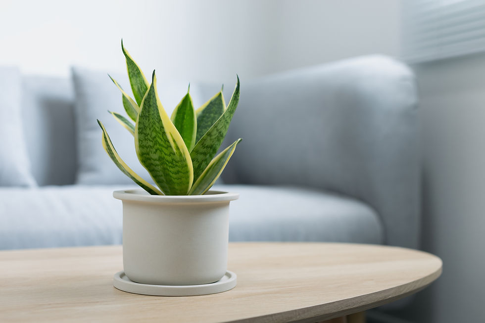 plantas para banheiro sem janela