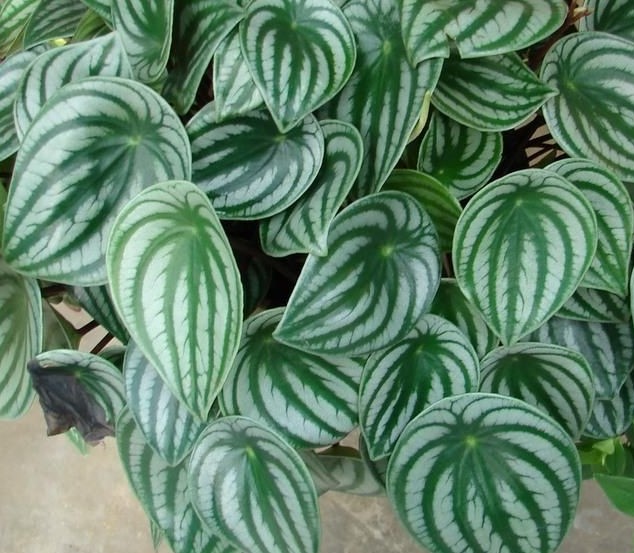 plantas que não precisam de sol