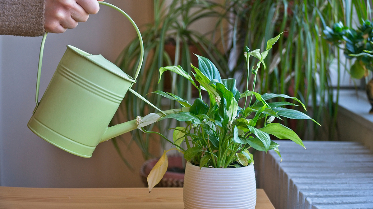 plantas para quarto escuro