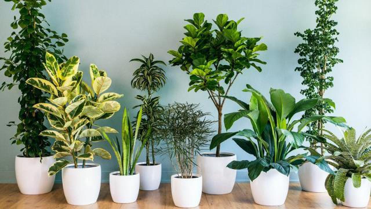 plantas fáceis de cuidar sombra