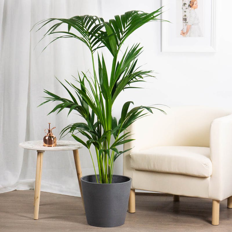 plantas pendentes sombra